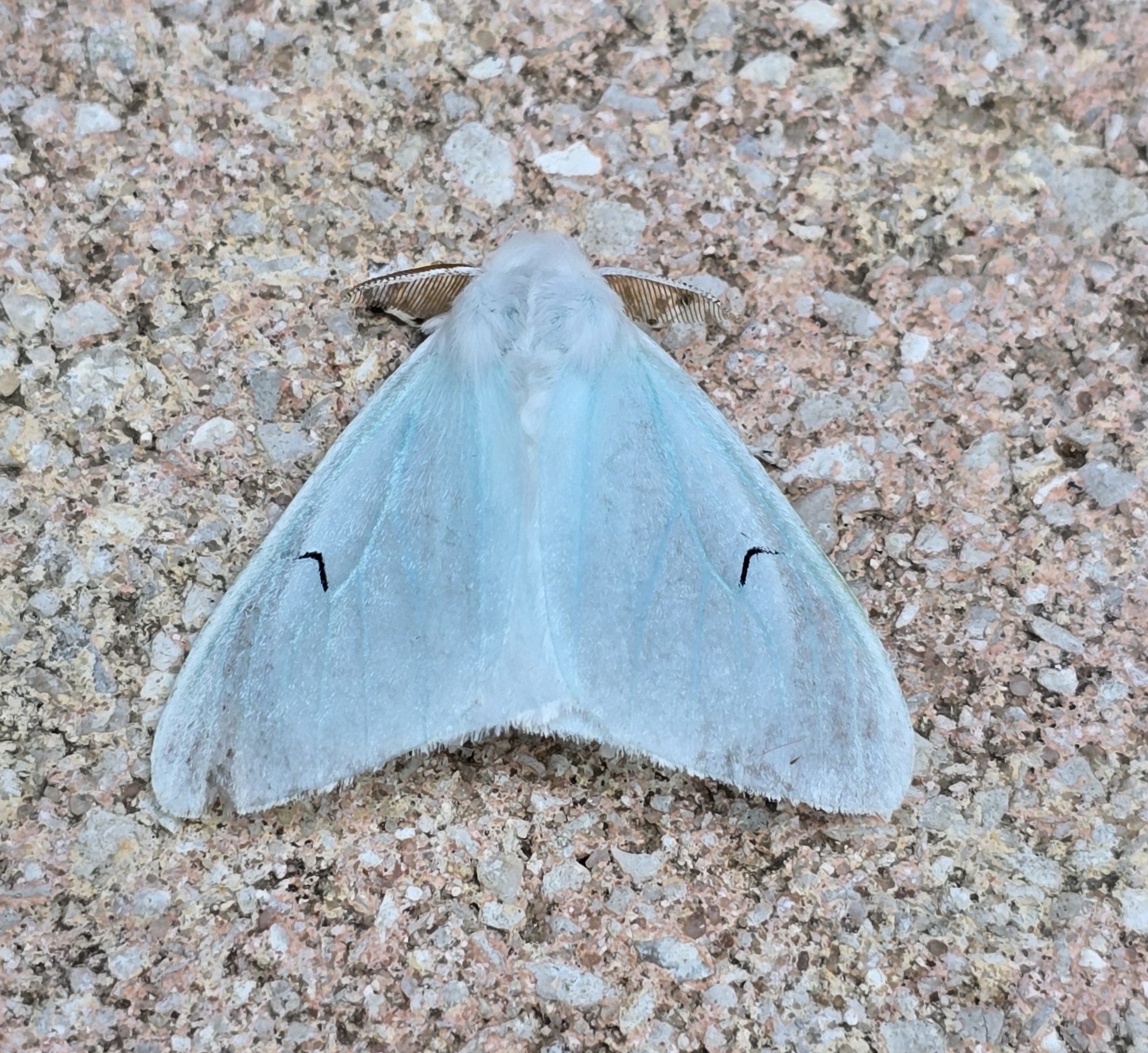 Photo of Black V Moth (Arctornis l-nigrum)